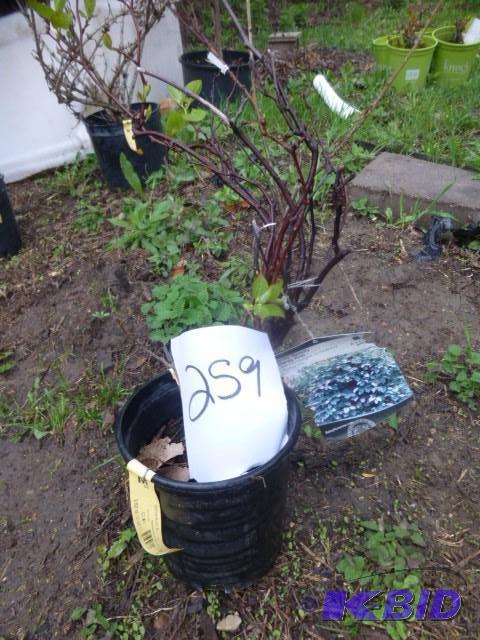 lot 259 image: Arctic Beauty Hardy Potted Kiwi...