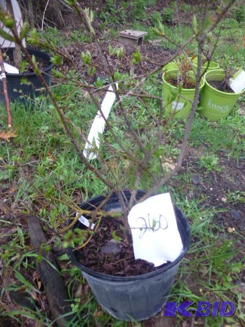 lot 260 image: Miss Kim Potted Lilac...