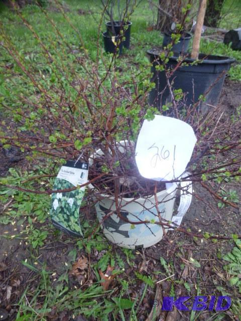 lot 261 image: Potted Birch&nbspLeaf Spirea...