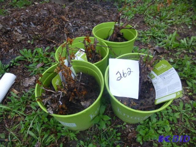 lot 262 image: Lot of 3 Potted Knock Out Roses...
