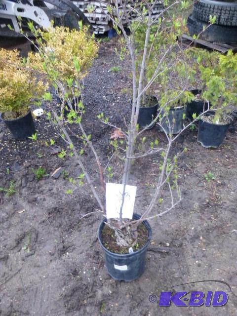 lot 263 image: #2 Amor Flame Maple Tree...