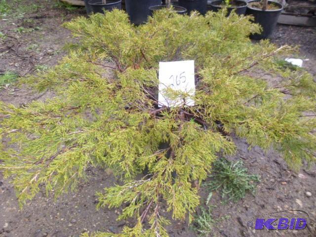 lot 265 image: #5 Potted Juniper...