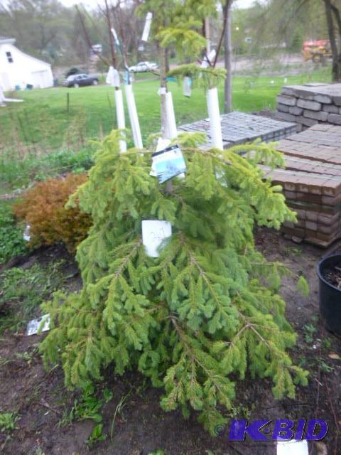 lot 267 image: #7 Black Hills Spruce Tree...