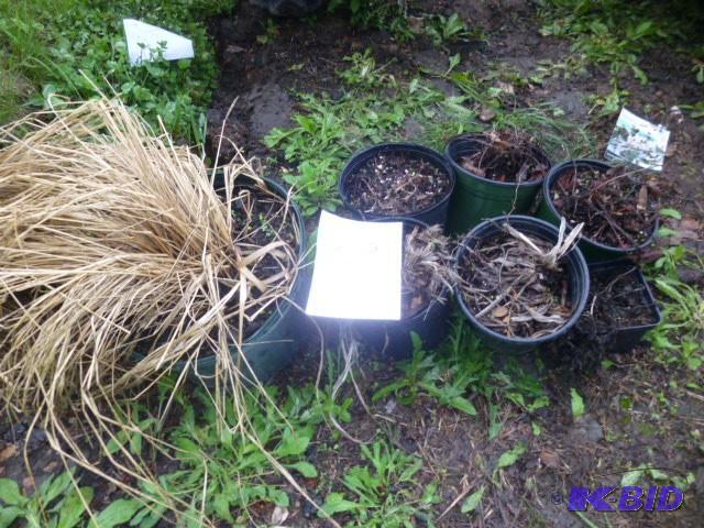 lot 269 image: Lot of Assorted Potted Perennials a...