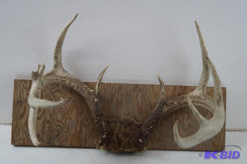 Deer Antlers