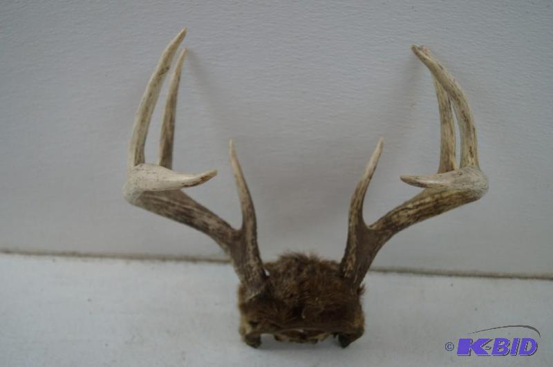 deer antlers