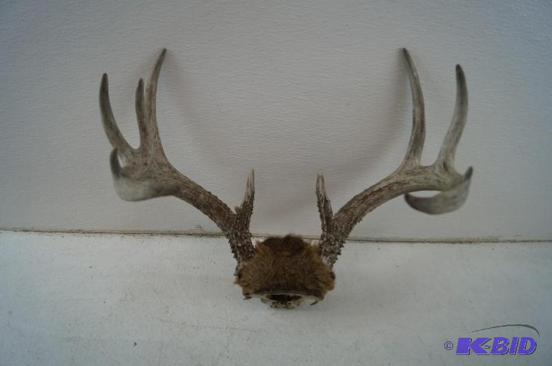 Deer Antlers