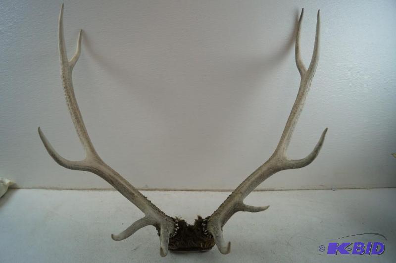 Elk Rack
