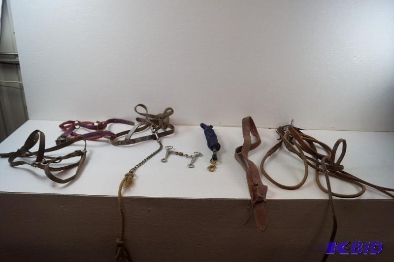 horse equipment