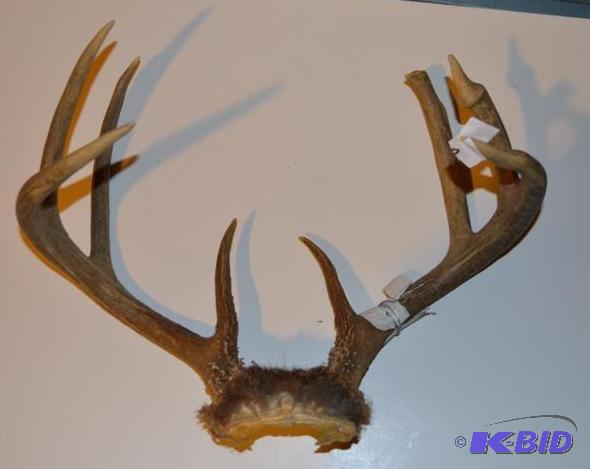 lot 204 image: 8 Point Deer Rack