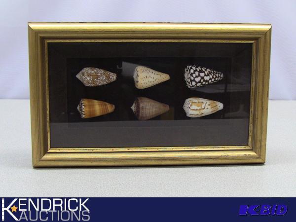 lot 54 image: Mixed Lot of Pacific Cone Shells in Shadowbox