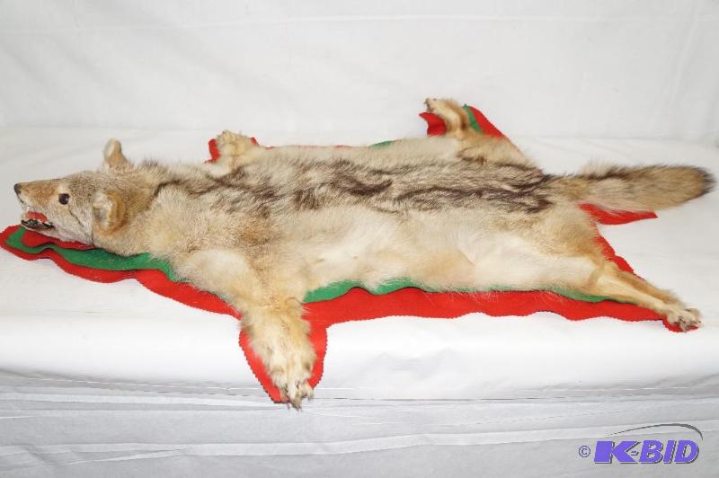 lot 38 image: Antique Coyote Fur Head Mount.