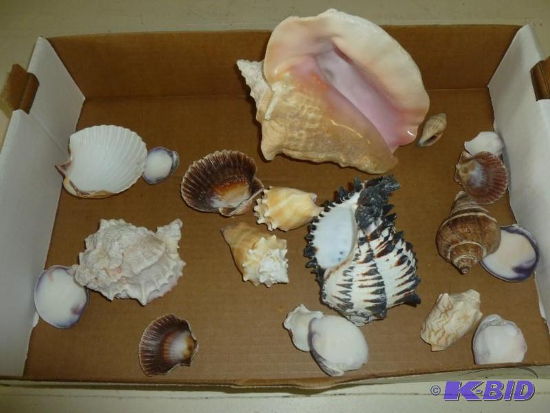lot 156 image: Large lot of decorative sea shells....
