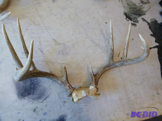 lot 31 image: 8 Point Deer Antlers...