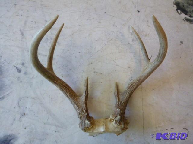lot 32 image: 6 Point Deer Antlers...