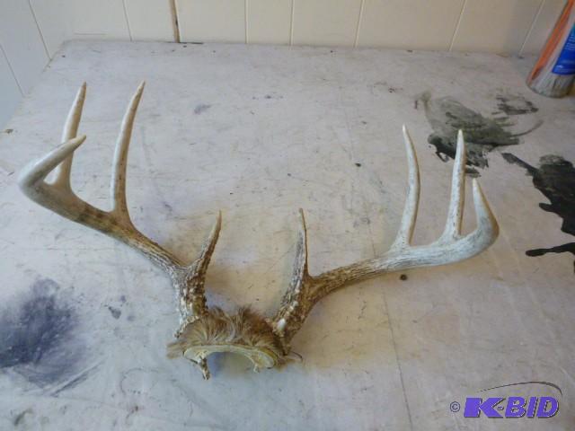 lot 33 image: 8 Point Deer Antlers...