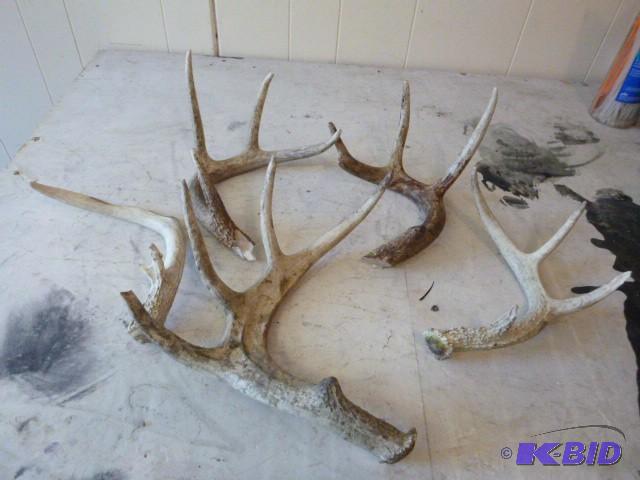 lot 34 image: Miscellaneous Deer Antlers...