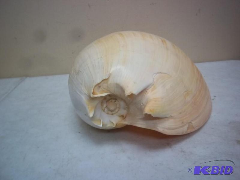 lot 105 image: Huge Sea Shell This Thing Is Large&...