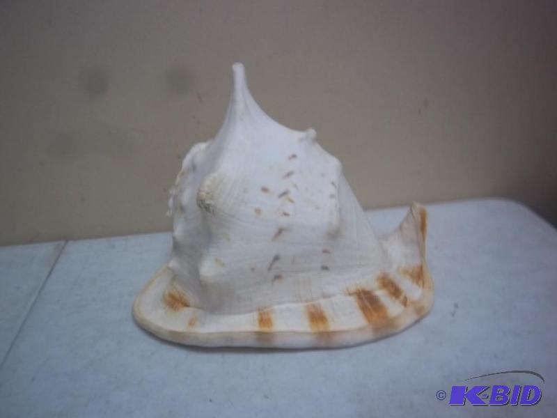 lot 106 image: Huge Sea Shell This One Is Large...