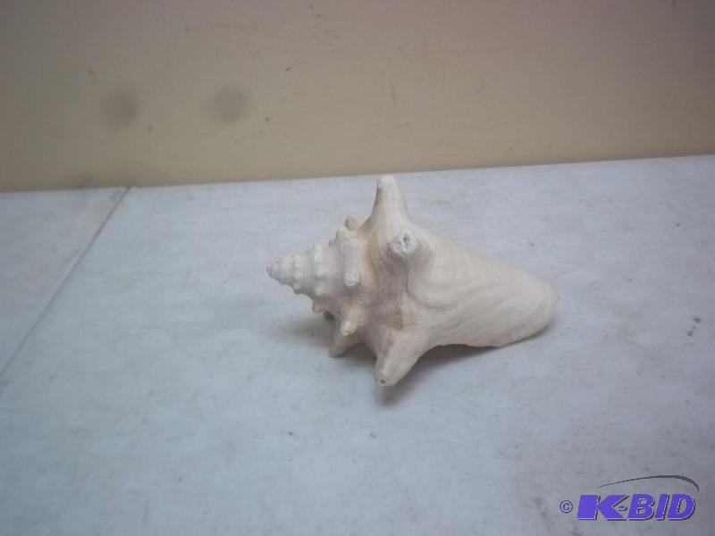 lot 107 image: Large Sea Shell...