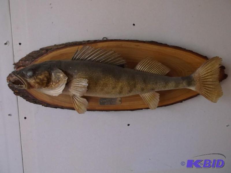 Nice 6 lb walleye mounted on pine b...