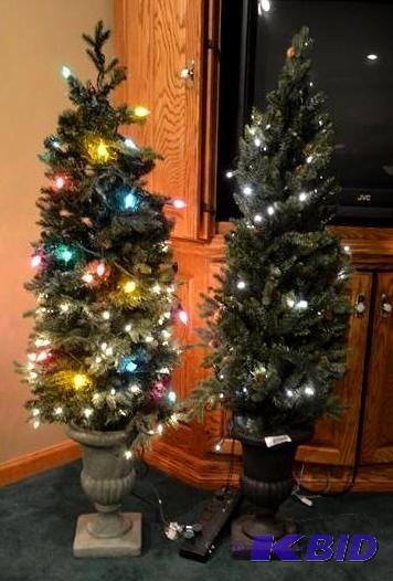 lot 62 image: 2 Decorative evergreen type trees a...