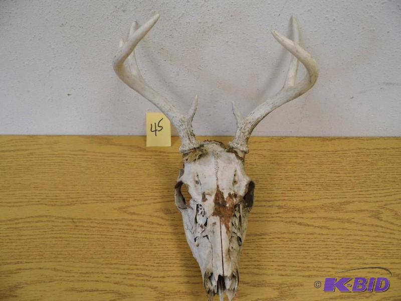 lot 45 image: Deer Skull & Antlers