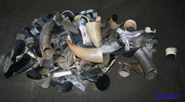Cow Horn cuts of different sizes...