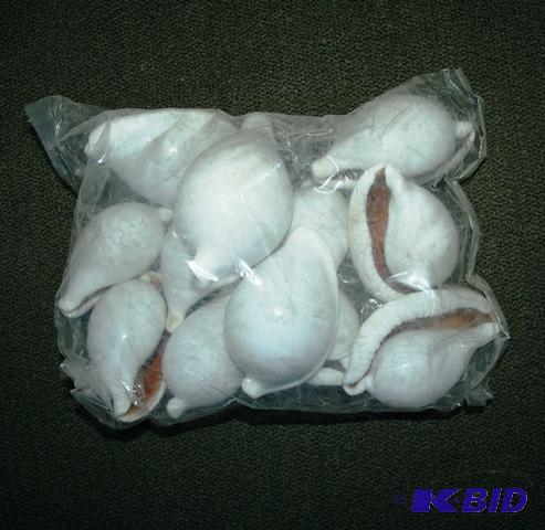 Rare natural shells...