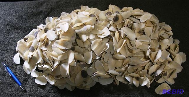 Rare shells...