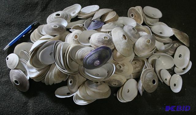Rare shells...
