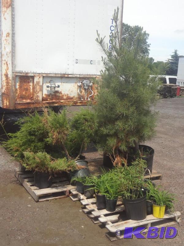 Lot Of (2) 5ft White Pines, (4) Ju...