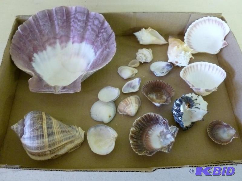 Large lot of decorative sea shells....