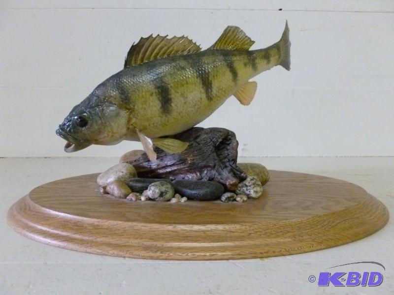 Large perch on oak wood board fish ...