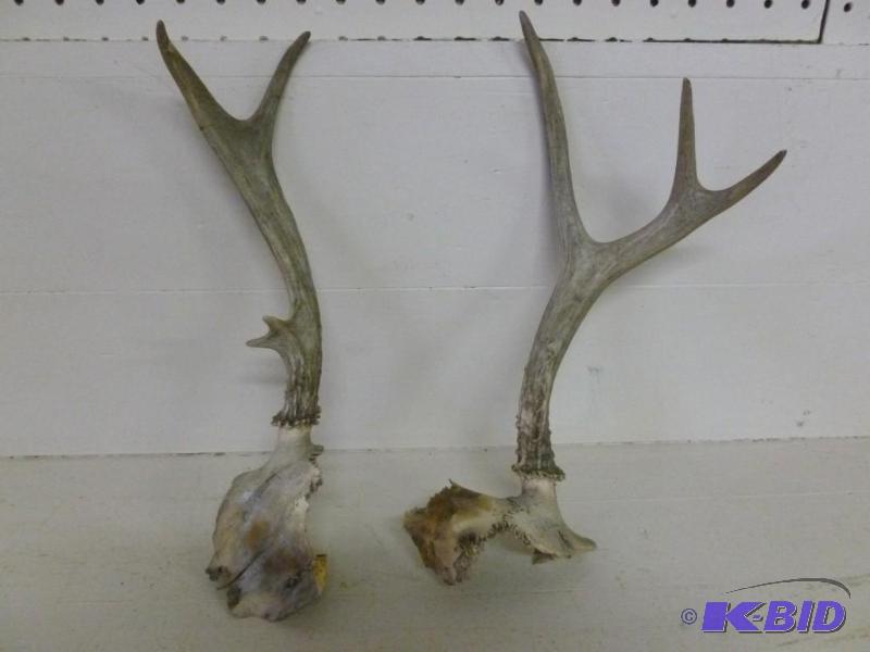 Lot of two deer antlers, may work f...