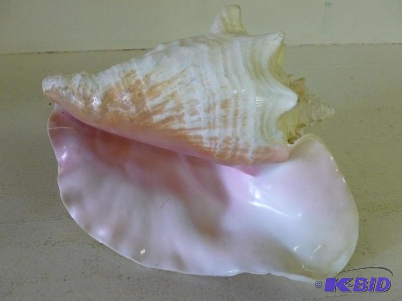 Large sea shell that measures 10&qu...