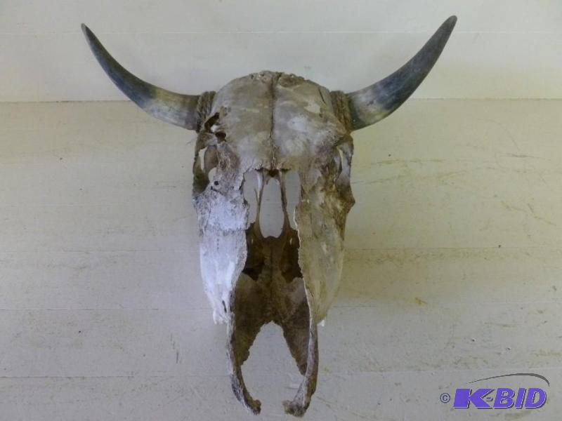 Large bull skull and horns mantle d...