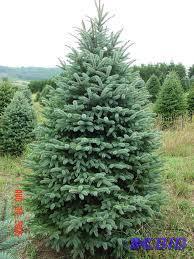 (5) 18&quot Potted Colorado Spruce...