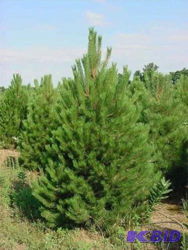 (5) 18&quot Potted Austrian Pine T...