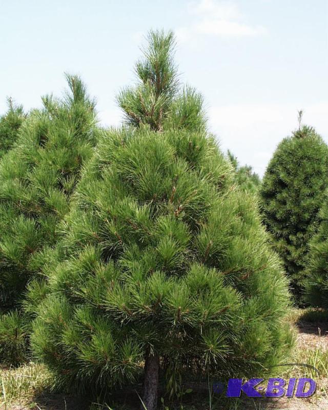 (5) 18&quot Potted Red Pine Trees ...