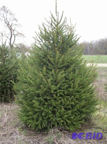 (5) 18&quot Potted Norway Spruce T...