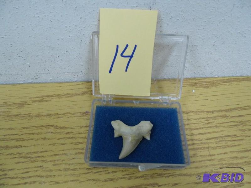 Shark Tooth