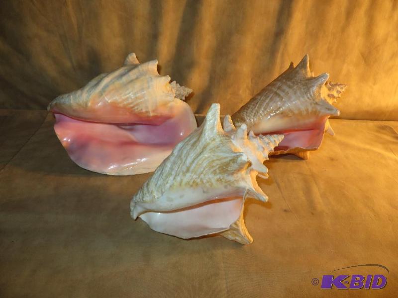 3 BEAUTIFUL CONCH SHELLS