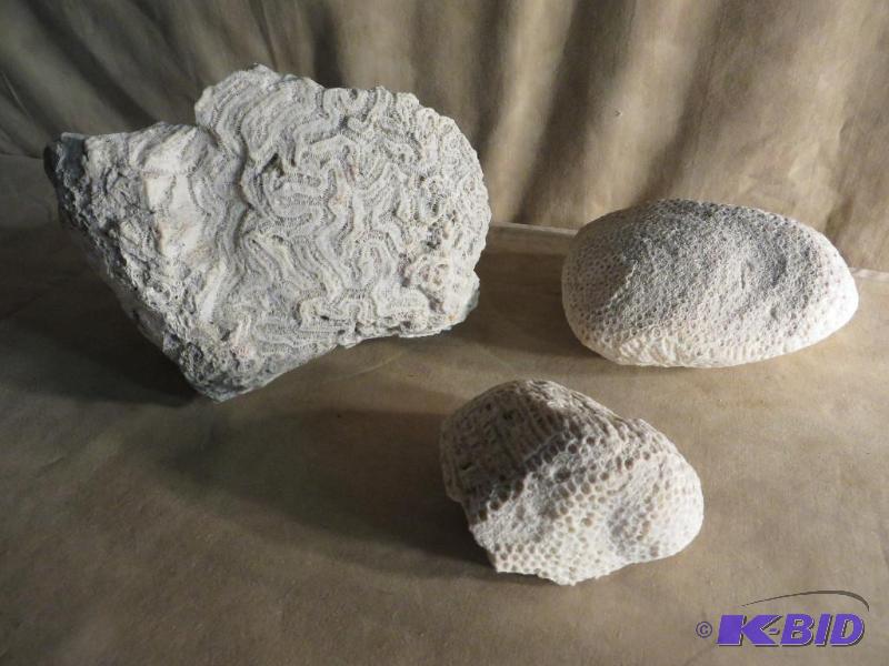 Brain Coral
