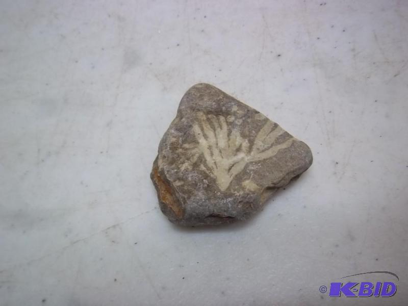 Small Fossil...