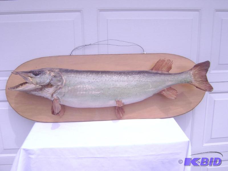 Large Muskie mounted on solid wood board meas...