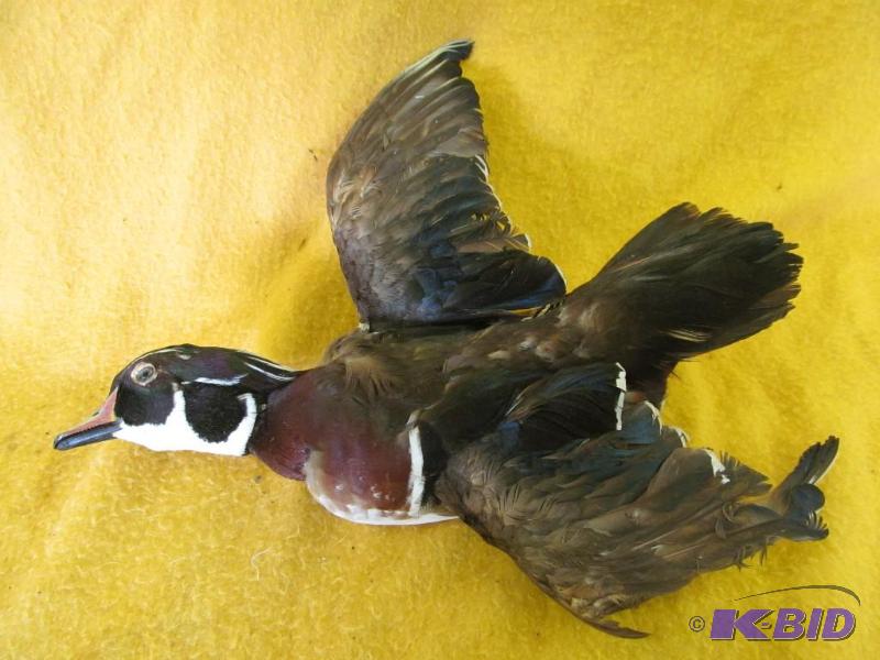 Duck