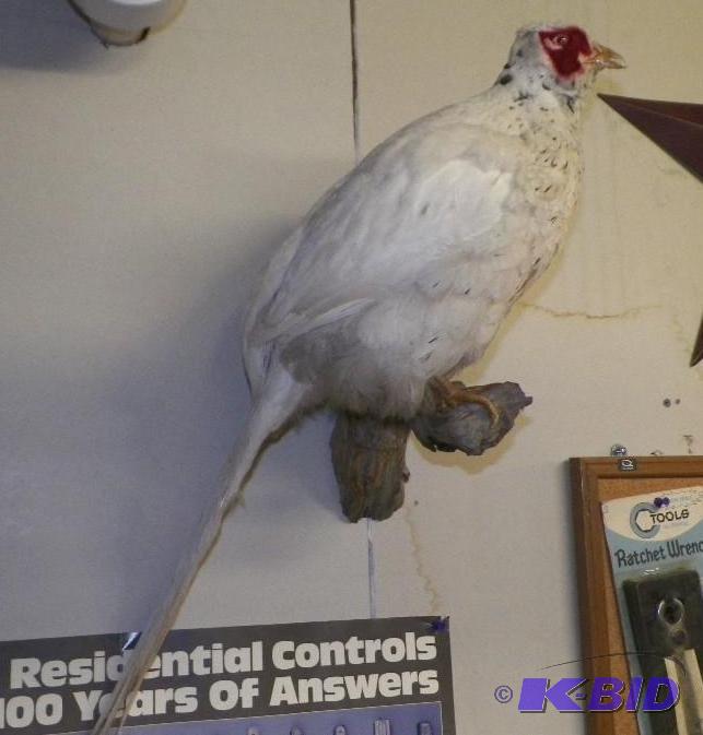 lot 17 image: Albino Pheasant Mount