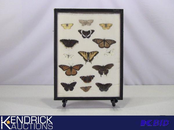 lot 109 image: Framed Collection of Real Butterflies