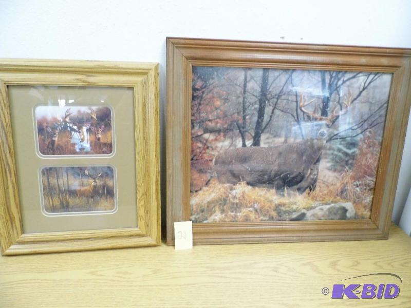 Deer Pictures